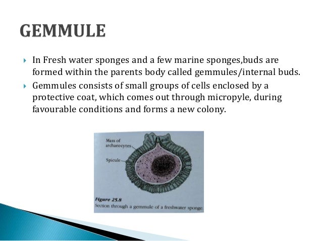 Echinoderms asexual reproduction in bacteria Echinoderms asexual reproduction in bacteria